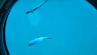 Fische